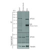 Immunoprecipitation analysis using Mouse Anti-VPS35 Monoclonal Antibody, Clone 8A3 (STMA00210). Tissue: A549 cells. Species: Human. Primary Antibody: Mouse Anti-VPS35 Monoclonal Antibody (STMA00210). 500 µL cell culture supernatants were incubated with 10 µL of Protein A/G resin beads for 1 hour at 4⁰C. STMA00210 clone 8A3 depletes VPS35 from the A549 cell extract.