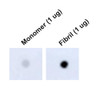 Dot Blot analysis using Mouse Anti-Tau Monoclonal Antibody, Clone 1D5 (STMA00213). Tissue: Recombinant Protein. Species: Human. Primary Antibody: Mouse Anti-Tau Monoclonal Antibody (STMA00213) at 1:1000 for 2 hours at RT with shaking. Secondary Antibody: Goat anti-mouse IgG:HRP at 1:5000 for 1 hour at RT with shaking.