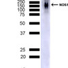 Western Blot analysis of Mouse Cerebellum showing detection of NOS1/ nNos protein using Mouse Anti-NOS1/ nNos Monoclonal Antibody, Clone J23 (STMA00215). Lane 1: MW ladder. Lane 2: Mouse Brain Cerebellum (7.5 ug). Load: 7.5 ug. Block: 5% Skim Milk powder in TBST. Primary Antibody: Mouse Anti-NOS1/ nNos Monoclonal Antibody (STMA00215) at 1:1000 for 2 hours at RT with shaking.
