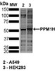 Western Blot analysis of Hu, Ms, Rt Kidney Cells (HEK293), Alveolar Basal Epithelial cells (A549) showing detection of ~55 PPM1H protein using Mouse Anti-PPM1H Monoclonal Antibody, Clone 10D2 (STMA00221). Lane 1: MW Ladder. Lane 2: A549. Lane 3: HEK293. Load: 30 ug. Block: 5% Skim Milk in TBST, 1h, RT. Primary Antibody: Mouse Anti-PPM1H Monoclonal Antibody (STMA00221) at 1:1000 for Overnight, 4C.