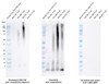Western blot analysis comparing detection of Amyloid Beta 1-42 constructs (amyloid beta 1-42 peptide; amyloid beta 1-42 oligomers; amyloid beta 1-42 pre-formed fibrils; amyloid beta pyroglutamate 3-42 pre-formed fibrils). Block: 5% skim milk. Primary Antibodies: Rabbit Anti-Amyloid Beta 1-42 oligomer monoclonal antibody (STMA00224, clone 2F9) & Mouse Anti-Amyloid Beta 1-16 monoclonal antibody (Biolegend 803001, clone 6E10), at 1:10,000 & 1:1000.