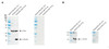 Western blot analysis with STMA00225 showing detection of Alpha Synuclein protein in rat brain and mouse brain lysates. Block: 5% skim milk for 1/2 hour at RT. Primary Antibody: Mouse Anti-Human Alpha Synuclein N-terminal Monoclonal [11D4] (STMA00225) at 1:1000 for 1 hour at RT. Secondary Antibody: Goat anti-mouse IgG-HRP (Rockland Cat# 610-103-121) at 1:4000 for 1/2 hour at RT.