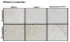 Immunohistochemistry analysis with Rabbit Anti-CASPR2 Monoclonal Antibody, Clone FF19 (STMA00227). Tissue: Brain. Species: Mouse. Fixation: Paraffin embedded, 4um thin. Blocking: 3% milk for 1 hour at RT. Primary Antibody: Rabbit Anti-Human CASPR2 Recombinant Monoclonal [FF19] (STMA00227) at 1:100 for 1 hour at RT. Secondary Antibody: Goat anti-rabbit IgG-HRP (H&L) at 1:100 for 45 min at RT.