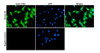 Immunocytochemistry/Immunofluorescence analysis with Rabbit Anti-CASPR2 Monoclonal Antibody, Clone FF19 (STMA00227). Tissue: Neuroblastoma cells (Kelly). Species: Human. Fixation: 4% PFA for 10 min at RT. Permeabilization: 0.15% TritonX for 15 min at RT. Blocking: 10% goat serum for 40 min at RT. Primary Antibody: Rabbit Anti-Human CASPR2 Recombinant Monoclonal [FF19] (STMA00227) at 1:100 for 1 hour at RT.