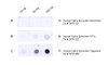 Dot blot analysis comparing binding affinity of STMA00226 on 10, 50, and 100 ng of Human Recombinant Alpha Synuclein Monomers, Pre-Formed Fibrils, and Dopamine-Stabilized Oligomers. Block: 5% skim milk for 1 hour at RT. Primary Antibody: Mouse Anti-Human Alpha Synuclein Oligomer [9D2] (STMA00226) at 1:1000 for 2 hours at RT. Secondary Antibody: Goat anti-mouse IgG:HRP (Rockland Cat # 710-1331) at 1:4000 for 1 hour at RT.