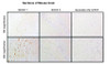 Immunohistochemistry analysis with Rabbit Anti-Kv1.3 Monoclonal Antibody, Clone CAR1.1 (STMA00234). Tissue: Brain. Species: Mouse. Fixation: Paraffin embedded, 4um thin. Blocking: 3% milk for 1 hour at RT. Primary Antibody: Rabbit Anti-Rat Kv1.3 Recombinant Monoclonal [CAR1.1] (STMA00234) at 1:100 for 1 hour at RT. Secondary Antibody: Goat anti-rabbit IgG-HRP (H&L) at 1:100 for 45 min at RT.
