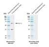 Western blot analysis with Rabbit Anti-Kv1.3 Monoclonal Antibody, Clone CAR1.1 (STMA00234) showing detection of Rat Kv1.3 protein in a Rat brain membrane lysate. Block: 2% skim milk + 2% BSA for 1 hour at RT. Primary Antibody: Rabbit Anti-Rat Kv1.3 Recombinant Monoclonal [CAR1.1] (STMA00234) at 1:1000 for 2 hours at RT. Secondary Antibody: Goat anti-rabbit IgG-HRP (H&L) at 1:5000 for 1 hour at RT.