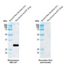 Western blot analysis with Mouse Anti-GFP Monoclonal Antibody, Clone H24 (STMA00231) showing detection of recombinant Aequorea GFP protein, his-tagged (Invitrogen A42613). Block: 2% skim milk + 2% BSA for 30 minutes at RT. Primary Antibody: Mouse Anti-Jellyfish GFP Recombinant Monoclonal [H24] (STMA00231) at 1:5000 for 1 hour at RT. Secondary Antibody: Goat anti-mouse IgG-HRP (H&L) at 1:5000 for 30 minutes at RT.