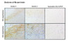 Immunohistochemistry analysis with Rabbit Anti-Kv1.2 Monoclonal Antibody, Clone C25 (STMA00232). Tissue: Brain. Species: Mouse. Fixation: Paraffin embedded, 4um thin. Blocking: 3% milk for 1 hour at RT. Primary Antibody: Rabbit Anti-Human Kv1.2 Recombinant Monoclonal [C25] (STMA00232) at 1:100 for 1 hour at RT. Secondary Antibody: Goat anti-Rabbit IgG-HRP (H&L) at 1:100 for 45 min at RT.