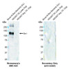 Western blot analysis with Rabbit Anti- Slo1 Monoclonal Antibody, Clone S22 (STMA00229) showing detection of Human Slo1 protein in a transient over-expression (OE) lysate (OriGene LY400815). Block: 2% skim milk + 2% BSA for 1 hour at RT. Primary Antibody: Rabbit Anti-Mouse Slo1 Recombinant Monoclonal [S22] (STMA00229) at 1:1000 for 2 hours at RT. Secondary Antibody: at 1:5000 for 1 hour at RT.