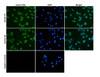 Immunocytochemistry/Immunofluorescence analysis with Rabbit Anti-PSD95 Monoclonal Antibody, Clone B14 (STMA00228). Tissue: Pheochromocytoma cells (PC-12). Species: Rat. Fixation: 4% PFA for 10 min at RT. Permeabilization: 0.15% TritonX for 15 min at RT. Blocking: 10% goat serum for 40 min at RT. Primary Antibody: Rabbit Anti-Human PSD95 Recombinant Monoclonal [B14] (STMA00228) at 1:100 for 1 hour at RT.