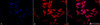 Immunocytochemistry/Immunofluorescence analysis using Rabbit Anti-Hsp70 Polyclonal Antibody (STPA00002). Tissue: Heat Shocked Cervical cancer cell line (HeLa). Species: Human. Fixation: 2% Formaldehyde for 20 min at RT. Primary Antibody: Rabbit Anti-Hsp70 Polyclonal Antibody (STPA00002) at 1:100 for 12 hours at 4°C. Secondary Antibody: APC Goat Anti-Rabbit (red) at 1:200 for 2 hours at RT.