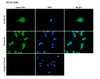 Immunocytochemistry/Immunofluorescence analysis with Rabbit Anti-Rat SAP97 Monoclonal Antibody, Clone G28 (STMA00235). Tissue: Pheochromocytoma cells (PC-12). Species: Rat. Fixation: 4% PFA for 10 min at RT. Permeabilization: 0.15% TritonX for 15 min at RT. Blocking: 10% goat serum for 40 min at RT. Primary Antibody: Rabbit Anti-Rat SAP97 Recombinant Monoclonal [G28] (STMA00235) at 1:100 for 1 hour at RT.