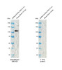 Western blot analysis with Rabbit Anti-Rat SAP97 Monoclonal Antibody, Clone G28 (STMA00235) showing detection of Mouse SAP97 protein in Mouse Brain lysate. Block: 5% BSA for 1 hour at RT. Primary Antibody: Rabbit Anti-Rat SAP97 Recombinant Monoclonal [G28] (STMA00235) at 1:1000 for 2 hours at RT. Secondary Antibody: Goat anti-rabbit IgG-HRP (H&L) at 1:5000 for 1 hour at RT.