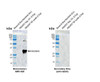 Western blot analysis with Rabbit Anti-Rat KChIP3 Monoclonal Antibody, Clone X12 (STMA00233) showing detection of Human KChIP3 protein in a transient over-expression lysate (OriGene LY415545). Block: 2% skim milk + 2% BSA for 1 hour at RT. Primary Antibody: Rabbit Anti-Rat KChIP3 Recombinant Monoclonal [X12] (STMA00233) at 1:1000 for 2 hours at RT. Secondary Antibody: Goat anti-rabbit IgG-HRP (H&L) at 1:5000 for 1 hour at RT.