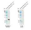 Western blot analysis with Rabbit Anti-Rat KChIP3 Monoclonal Antibody, Clone X12 (STMA00233) showing detection of Mouse KChIP3 protein in a Mouse Brain lysate. Block: 5% BSA for 1 hour at RT. Primary Antibody: Rabbit Anti-Rat KChIP3 Recombinant Monoclonal [X12] (STMA00233) at 1:1000 for 2 hours at RT. Secondary Antibody: Goat anti-rabbit IgG-HRP (H&L) at 1:5000 for 1 hour at RT.