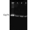 Western blot analysis of Human, Dog, Mouse Cell line lysates showing detection of GRP78 protein using Rabbit Anti-GRP78 Polyclonal Antibody (STPA00006). Primary Antibody: Rabbit Anti-GRP78 Polyclonal Antibody (STPA00006) at 1:1000.