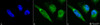 Immunocytochemistry/Immunofluorescence analysis using Rabbit Anti-GRP78 Polyclonal Antibody (STPA00006). Tissue: Heat Shocked Cervical cancer cell line (HeLa). Species: Human. Fixation: 2% Formaldehyde for 20 min at RT. Primary Antibody: Rabbit Anti-GRP78 Polyclonal Antibody (STPA00006) at 1:100 for 12 hours at 4°C. Secondary Antibody: FITC Goat Anti-Rabbit (green) at 1:200 for 2 hours at RT.