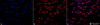 Immunocytochemistry/Immunofluorescence analysis using Rabbit Anti-GRP78 Polyclonal Antibody (STPA00006). Tissue: Heat Shocked Cervical cancer cell line (HeLa). Species: Human. Fixation: 2% Formaldehyde for 20 min at RT. Primary Antibody: Rabbit Anti-GRP78 Polyclonal Antibody (STPA00006) at 1:100 for 12 hours at 4°C. Secondary Antibody: APC Goat Anti-Rabbit (red) at 1:200 for 2 hours at RT.