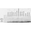 Western blot analysis of Rat Tissue lysates showing detection of GRP78 protein using Rabbit Anti-GRP78 Polyclonal Antibody (STPA00006). Load: 15 µgprotein. Block: 1.5% BSA. Primary Antibody: Rabbit Anti-GRP78 Polyclonal Antibody (STPA00006) at 1:1000 for 2 hours at RT. Secondary Antibody: Donkey Anti-Rabbit IgG: HRP for 1 hour at RT.