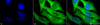 Immunocytochemistry/Immunofluorescence analysis using Rabbit Anti-Hsp27 Polyclonal Antibody (STPA00005). Tissue: Heat Shocked Cervical cancer cell line (HeLa). Species: Human. Fixation: 2% Formaldehyde for 20 min at RT. Primary Antibody: Rabbit Anti-Hsp27 Polyclonal Antibody (STPA00005) at 1:250 for 12 hours at 4°C. Secondary Antibody: FITC Goat Anti-Rabbit (green) at 1:200 for 2 hours at RT.