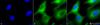 Immunocytochemistry/Immunofluorescence analysis using Rabbit Anti-Hsp90 Polyclonal Antibody (STPA00003). Tissue: Heat Shocked Cervical cancer cell line (HeLa). Species: Human. Fixation: 2% Formaldehyde for 20 min at RT. Primary Antibody: Rabbit Anti-Hsp90 Polyclonal Antibody (STPA00003) at 1:100 for 12 hours at 4°C. Secondary Antibody: FITC Goat Anti-Rabbit (green) at 1:200 for 2 hours at RT.