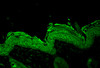 Immunohistochemistry analysis using Rabbit Anti-HSP90 Polyclonal Antibody (STPA00003). Tissue: backskin. Species: Mouse. Fixation: Bouin's Fixative Solution. Primary Antibody: Rabbit Anti-HSP90 Polyclonal Antibody (STPA00003) at 1:100 for 1 hour at RT. Secondary Antibody: FITC Goat Anti-Rabbit (green) at 1:50 for 1 hour at RT. Localization: Cytoplasm.
