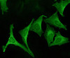 Immunocytochemistry/Immunofluorescence analysis using Rabbit Anti-Calnexin Polyclonal Antibody (STPA00007). Tissue: Cervical cancer cell line (HeLa). Species: Human. Primary Antibody: Rabbit Anti-Calnexin Polyclonal Antibody (STPA00007) at 1:100. Secondary Antibody: FITC Goat Anti-Rabbit (green).