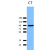Western blot analysis of Human Cervical cancer cell line (HeLa) lysate showing detection of Calnexin protein using Rabbit Anti-Calnexin Polyclonal Antibody (STPA00007). Primary Antibody: Rabbit Anti-Calnexin Polyclonal Antibody (STPA00007) at 1:1000.
