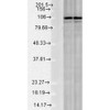 Western blot analysis of Rat Tissue lysates showing detection of Calnexin protein using Rabbit Anti-Calnexin Polyclonal Antibody (STPA00007). Load: 15 µgprotein. Block: 1.5% BSA. Primary Antibody: Rabbit Anti-Calnexin Polyclonal Antibody (STPA00007) at 1:1000 for 2 hours at RT. Secondary Antibody: Donkey Anti-Rabbit IgG: HRP for 1 hour at RT.