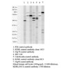 Western blot analysis of Human Cell line lysates showing detection of KDEL protein using Rabbit Anti-KDEL Polyclonal Antibody (STPA00008). Primary Antibody: Rabbit Anti-KDEL Polyclonal Antibody (STPA00008) at 1:1000, 1:500.