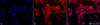 Immunocytochemistry/Immunofluorescence analysis using Rabbit Anti-HO-1 Polyclonal Antibody (STPA00009). Tissue: Heat Shocked Cervical cancer cell line (HeLa). Species: Human. Fixation: 2% Formaldehyde for 20 min at RT. Primary Antibody: Rabbit Anti-HO-1 Polyclonal Antibody (STPA00009) at 1:100 for 12 hours at 4°C. Secondary Antibody: APC Goat Anti-Rabbit (red) at 1:200 for 2 hours at RT.