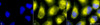 Immunocytochemistry/Immunofluorescence analysis using Rabbit Anti-PDI Polyclonal Antibody (STPA00010). Tissue: Cervical cancer cell line (HeLa). Species: Human. Fixation: 2% Formaldehyde for 20 min at RT. Primary Antibody: Rabbit Anti-PDI Polyclonal Antibody (STPA00010) at 1:100 for 12 hours at 4°C. Secondary Antibody: R-PE Goat Anti-Rabbit (yellow) at 1:200 for 2 hours at RT. Counterstain: DAPI (blue) nuclear stain at 1:40000 for 2 hours at RT.