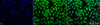 Immunocytochemistry/Immunofluorescence analysis using Rabbit Anti-PDI Polyclonal Antibody (STPA00010). Tissue: Cervical cancer cell line (HeLa). Species: Human. Fixation: 2% Formaldehyde for 20 min at RT. Primary Antibody: Rabbit Anti-PDI Polyclonal Antibody (STPA00010) at 1:100 for 12 hours at 4°C. Secondary Antibody: FITC Goat Anti-Rabbit (green) at 1:200 for 2 hours at RT. Counterstain: DAPI (blue) nuclear stain at 1:40000 for 2 hours at RT.