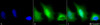 Immunocytochemistry/Immunofluorescence analysis using Rabbit Anti-SOD1 (Cu/Zn) Polyclonal Antibody (STPA00011). Tissue: Cervical cancer cell line (HeLa). Species: Human. Fixation: 2% Formaldehyde for 20 min at RT. Primary Antibody: Rabbit Anti-SOD1 (Cu/Zn) Polyclonal Antibody (STPA00011) at 1:120 for 12 hours at 4°C. Secondary Antibody: FITC Goat Anti-Rabbit (green) at 1:200 for 2 hours at RT.