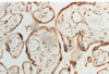 Immunohistochemistry analysis using Rabbit Anti-SOD1 (Cu/Zn) Polyclonal Antibody (STPA00012). Tissue: Placenta. Species: Human. Primary Antibody: Rabbit Anti-SOD1 (Cu/Zn) Polyclonal Antibody (STPA00012) at 1:100. Courtesy of: Courtesy of Joan Telfer, University of Glasgow.