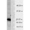 Western blot analysis of Human Cell line lysates showing detection of SOD1 (Cu/Zn) protein using Rabbit Anti-SOD1 (Cu/Zn) Polyclonal Antibody (STPA00012). Load: 15 µgprotein. Block: 1.5% BSA. Primary Antibody: Rabbit Anti-SOD1 (Cu/Zn) Polyclonal Antibody (STPA00012) at 1:1000 for 2 hours at RT. Secondary Antibody: Donkey Anti-Rabbit IgG: HRP for 1 hour at RT.