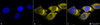 Immunocytochemistry/Immunofluorescence analysis using Rabbit Anti-SOD2 (Mn) Polyclonal Antibody (STPA00013). Tissue: Cervical cancer cell line (HeLa). Species: Human. Fixation: 2% Formaldehyde for 20 min at RT. Primary Antibody: Rabbit Anti-SOD2 (Mn) Polyclonal Antibody (STPA00013) at 1:120 for 12 hours at 4°C. Secondary Antibody: R-PE Goat Anti-Rabbit (yellow) at 1:200 for 2 hours at RT.