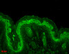 Immunohistochemistry analysis using Rabbit Anti-ERK1 Polyclonal Antibody (STPA00016). Tissue: backskin. Species: Mouse. Fixation: Bouin's Fixative Solution. Primary Antibody: Rabbit Anti-ERK1 Polyclonal Antibody (STPA00016) at 1:100 for 1 hour at RT. Secondary Antibody: FITC Goat Anti-Rabbit (green) at 1:50 for 1 hour at RT. Localization: Cytoplasm.