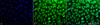Immunocytochemistry/Immunofluorescence analysis using Rabbit Anti-Erk1/2 Polyclonal Antibody (STPA00016). Tissue: Cervical cancer cell line (HeLa). Species: Human. Fixation: 2% Formaldehyde for 20 min at RT. Primary Antibody: Rabbit Anti-Erk1/2 Polyclonal Antibody (STPA00016) at 1:100 for 12 hours at 4°C. Secondary Antibody: FITC Goat Anti-Rabbit (green) at 1:200 for 2 hours at RT.