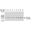 Western blot analysis of Human A431, HCT116, HeLa, HepG2, HEK293, HUVEC, Jurkat, MCF7, PC3 and T98G cell lysates showing detection of ~22 kDa Alpha B Crystallin protein using Rabbit Anti-Alpha B Crystallin Polyclonal Antibody (STPA00018). Lane 1: Molecular Weight Ladder (MW). Lane 2: A431 cell lysates. Lane 3: HCT116 cell lysates. Lane 4: HeLa cell lysates. Lane 5: HepG2 cell lysates. Lane 6: HEK293 cell lysates. Lane 7: HUVEC cell lysates.