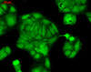 Immunocytochemistry/Immunofluorescence analysis using Rabbit Anti-Rab4 Polyclonal Antibody (STPA00019). Tissue: HaCaT cells. Species: Human. Fixation: Cold 100% methanol at -20C for 10 minutes. Primary Antibody: Rabbit Anti-Rab4 Polyclonal Antibody (STPA00019) at 1:100 for 12 hours at 4°C. Secondary Antibody: FITC Goat Anti-Rabbit at 1:50 for 1-2 hours at RT in dark. Localization: String nuclear and cytoplasmic staining.