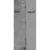 Western blot analysis of Human Cervical cancer cell line (HeLa) lysate showing detection of CDC37 protein using Rabbit Anti-CDC37 Polyclonal Antibody (STPA00020). Primary Antibody: Rabbit Anti-CDC37 Polyclonal Antibody (STPA00020) at 1:2000.