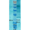 Western blot analysis of Bovine serum albumin showing detection of Acetylated Lysine protein using Rabbit Anti-Acetylated Lysine Polyclonal Antibody (STPA00023). Primary Antibody: Rabbit Anti-Acetylated Lysine Polyclonal Antibody (STPA00023) at 1:1000. Acetylated lysine in BSA (Left) and Acetylated BSA (Right).