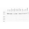 Western blot analysis of multiple Cell line lysates showing detection of AHA1 protein using Rabbit Anti-AHA1 Polyclonal Antibody (STPA00032). Load: 15 µgprotein. Block: 1.5% BSA for 30 minutes at RT. Primary Antibody: Rabbit Anti-AHA1 Polyclonal Antibody (STPA00032) at 1:1000 for 2 hours at RT. Secondary Antibody: Donkey Anti-Rabbit IgG: HRP for 1 hour at RT.