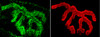 Immunohistochemistry analysis using Rabbit Anti-Piccolo Polyclonal Antibody (STPA00038). Tissue: Muscle. Species: Mouse. Primary Antibody: Rabbit Anti-Piccolo Polyclonal Antibody (STPA00038) at 1:400. Secondary Antibody: Alexa Fluor 488 Goat Anti-Rabbit. Counterstain: BTX (red). Localization: Selective staining of the NMJ.