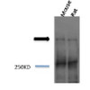 Western blot analysis of Mouse, Rat brain cell lysates showing detection of Piccolo protein using Rabbit Anti-Piccolo Polyclonal Antibody (STPA00038). Primary Antibody: Rabbit Anti-Piccolo Polyclonal Antibody (STPA00038) at 1:1000.