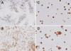 Immunohistochemistry analysis using Rabbit Anti-TLR4 Polyclonal Antibody (STPA00040). Tissue: spleen tissue. Species: Mouse. Primary Antibody: Rabbit Anti-TLR4 Polyclonal Antibody (STPA00040) at 1:100.