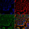 Immunohistochemistry analysis using Rabbit Anti-NHE3 Polyclonal Antibody (STPA00044). Tissue: Colon. Species: Rat. Fixation: Formalin Fixed Paraffin-Embedded. Primary Antibody: Rabbit Anti-NHE3 Polyclonal Antibody (STPA00044) at 1:25 for 1 hour at RT. Secondary Antibody: Goat Anti-Rabbit IgG:Alexa Fluor 488. Counterstain: Actin-binding Phalloidin-Alexa Fluor 633; DAPI (blue) nuclear stain. Magnification: 63X. (A) DAPI (blue) nuclear stain.