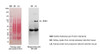 Western blot analysis with Rabbit Anti-Rat NHE3 Polyclonal Antibody (STPA00044) showing detection of NHE3 protein in mouse kidney lysates (NK = normal potassium, LK = potassium deficient) at the expected MW (~75 kDa), which increases under potassium deficient conditions – a known stimulus to increase NHE3 abundance. The band observed at 37 kDa was determined to be non-specific binding.